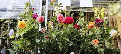 Празднуем день рождения р.п. Турки!